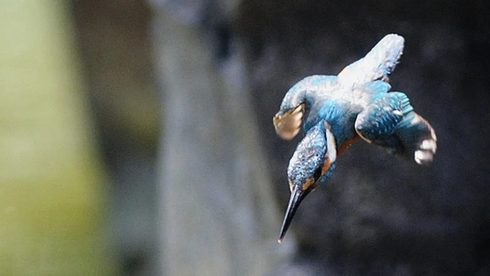 The bullet train and the kingfisher: a true story we keep telling wrong